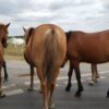 Более двух тысяч лошадей и коров паслись на дорогах Павлодарской области