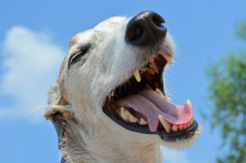 В Павлодаре покусанный собакой охранник взыскал с работодателя 1 миллион тенге