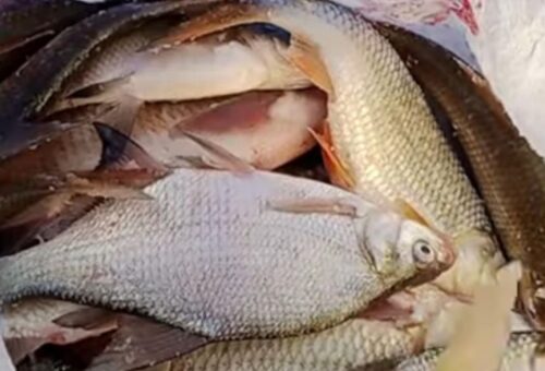 Рыбака-браконьера задержали в Павлодарской области