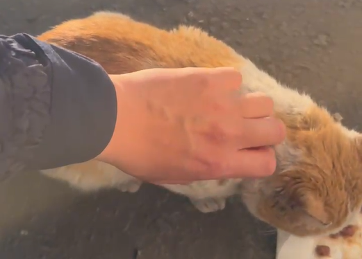 Милота дня: павлодарский полицейский подкармливает бездомных кошек
