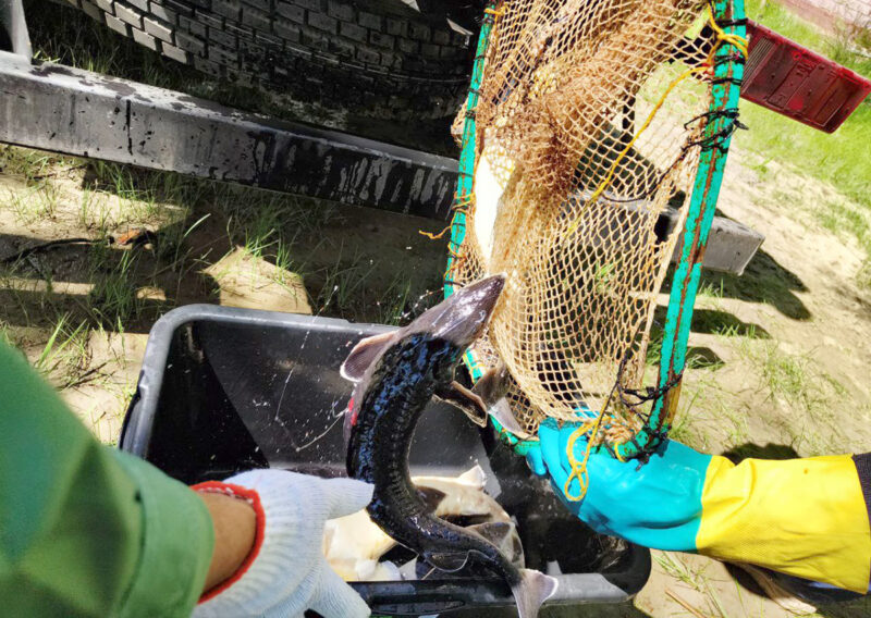 Царь-рыба покоряет ареал: осетров выпустили в Иртыш в Павлодаре