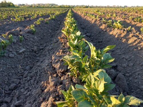 Павлодарские аграрии завершают посадку картофеля