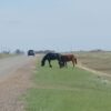 В Павлодарской области оштрафовали владельца бродивших на автодороге лошадей