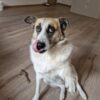 “Самая добрая” собака Павлодара едет на операцию 