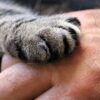Котят выбросили у проезжей части в Павлодаре: зоозащитники обратились в полицию