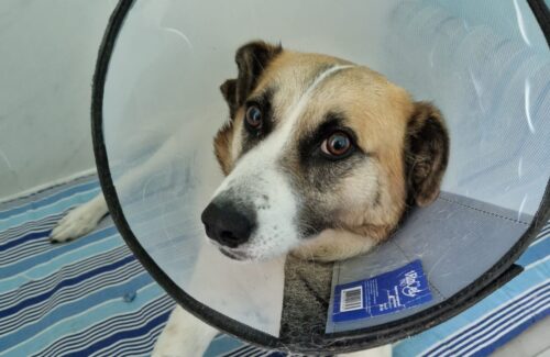 «Самую добрую» собаку Павлодара прооперировали