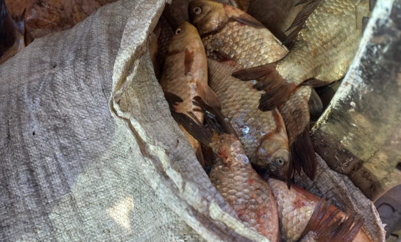 Рыбаков-браконьеров задержали в Павлодарской области
