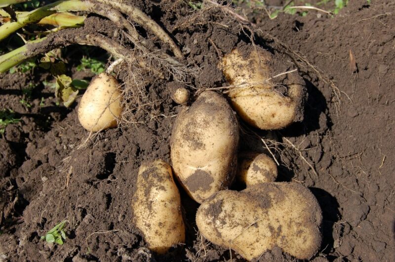 Сдержать цены: СПК «Павлодар» заключила договор на поставку раннего картофеля