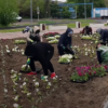В скверах и парках Павлодара высадили цветы