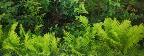 Баянаульский нацпарк: отдыхающие рвут реликтовые растения