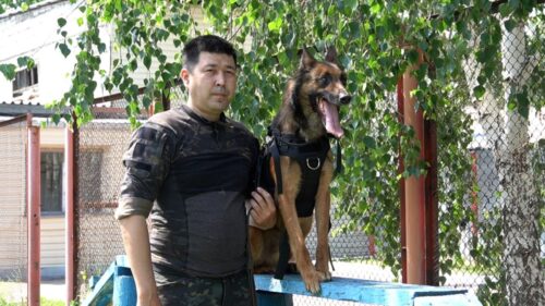 С помощью служебных собак в Павлодарской области раскрыли 80 преступлений