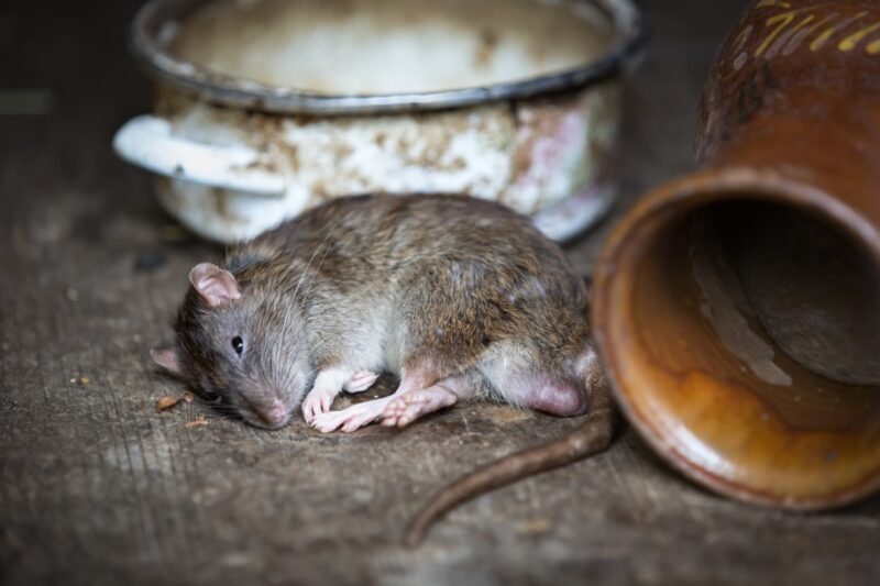Крысиное королевство: павлодарцам придется бороться с грызунами за свой счет