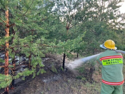 Ребенок устроил пожар в резервате «Ертіс орманы»