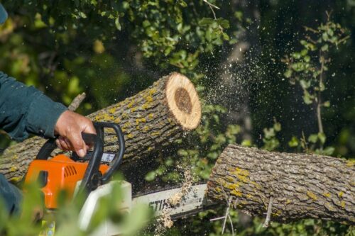 Власти планируют полностью запретить вырубку деревьев в резервате «Ертіс орманы»
