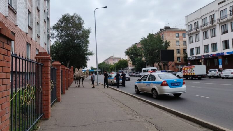 В Павлодаре задержали бегающего по дорогам верблюда