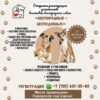 Павлодарцев приглашают на выставку спасенных с улицы собак