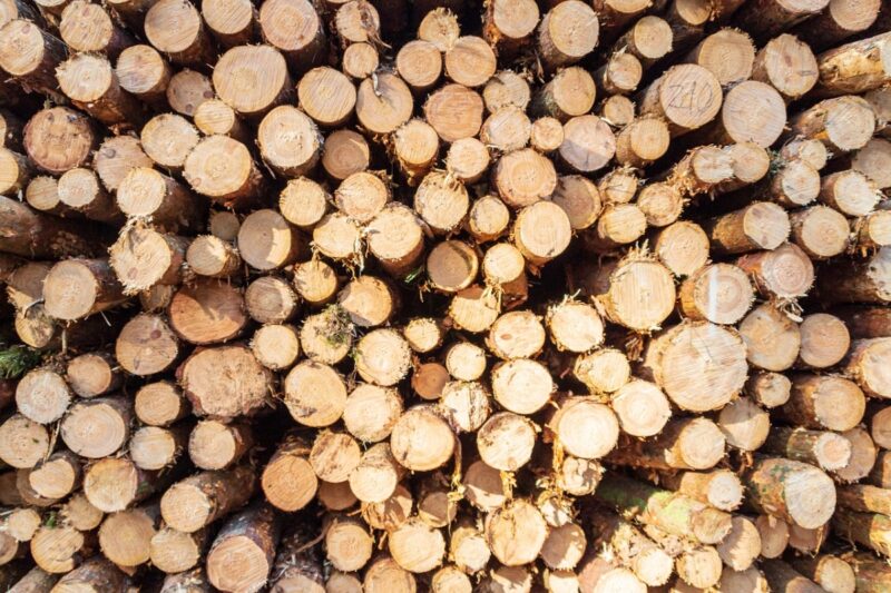 Бывшего руководителя резервата «Ертіс орманы» обвинили в хищении леса на 153 млн тенге