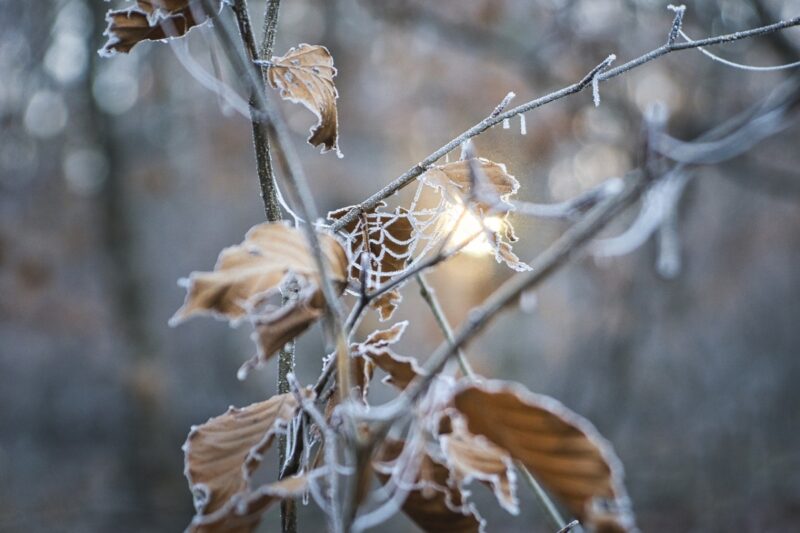 В Павлодаре ночью температура воздуха опустится до -1-3°C