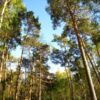 В резервате «Ертіс орманы» объявили высокую пожарную опасность