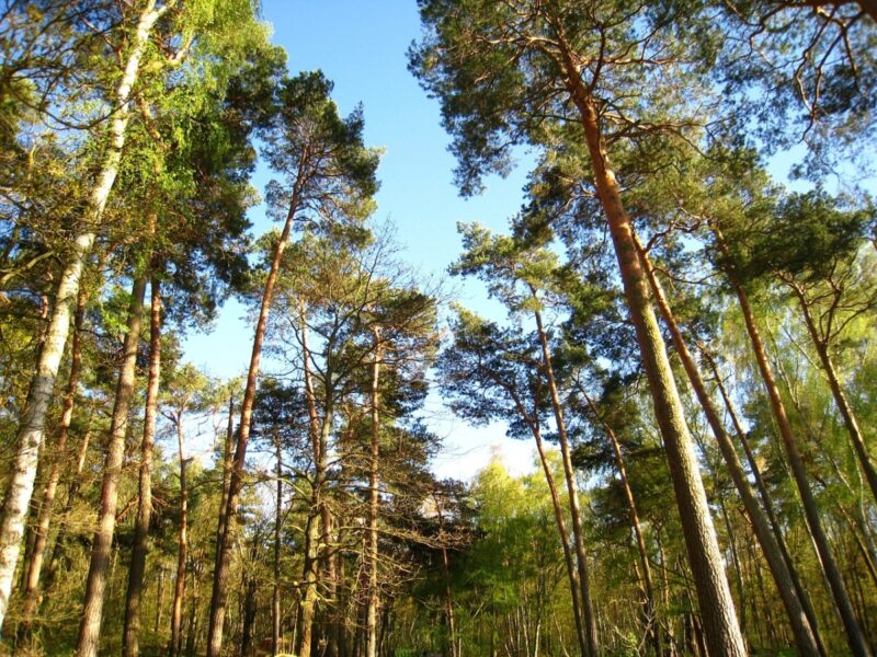 В резервате «Ертіс орманы» объявили высокую пожарную опасность