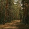 Чрезвычайную пожарную опасность объявили в резервате «Ертіс орманы»