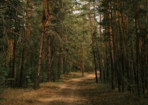 Чрезвычайную пожарную опасность объявили в резервате «Ертіс орманы»