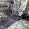 Лесники спасли реликтовые сосны от пожара