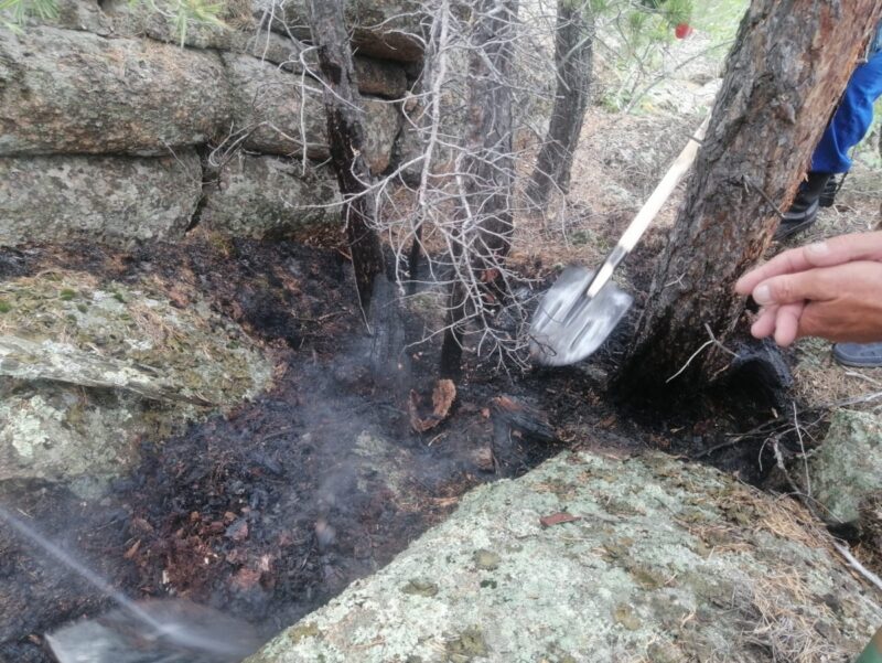 Лесники спасли реликтовые сосны от пожара