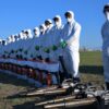 Количество жалоб павлодарцев на мошек и комаров сократилось в 30 раз