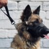 Взяли кастрюлю с топором и пропали: в Павлодаре служебная собака Нацгвардии отыскала девочек-подростков