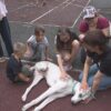 «Беспородные — бесподобные»: в Павлодаре устроили выставку собак из приютов