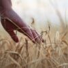 В Павлодарской области вернули в сельхозоборот свыше 42 тыс. га земель