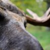 Купание лося в летнюю жару запечатлела фотоловушка в резервате «Ертіс орманы»