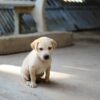 Мастер-класс по изготовлению игрушек для животных из приютов устроят в Павлодаре