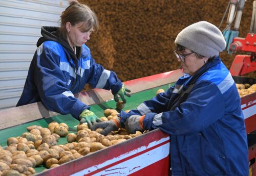 Почем будут продавать картофель и морковь нового урожая в павлодарских соцмагазинах