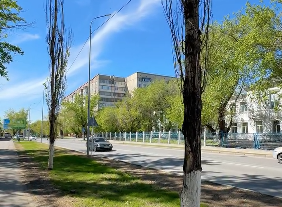 В Павлодаре на Чокина вместо старых кленов высадят молодые липы