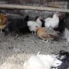 В Павлодарской области продолжается массовый падеж домашней птицы