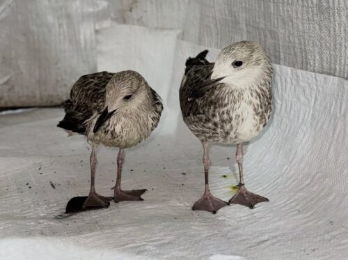 В колонии Павлодара осужденные спасли птенцов серебристой чайки