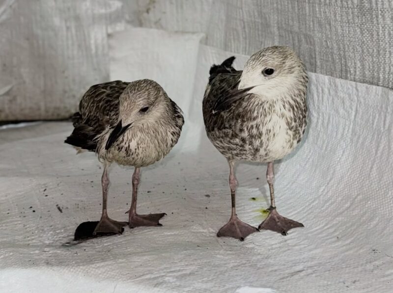 В колонии Павлодара осужденные спасли птенцов серебристой чайки
