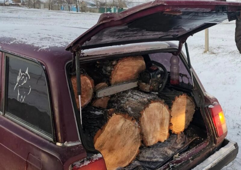 Жителя Павлодарской области задержали за вырубку деревьев