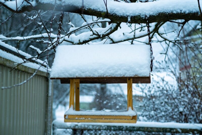 Мастер-класс по изготовлению кормушек для птиц организуют в Павлодаре