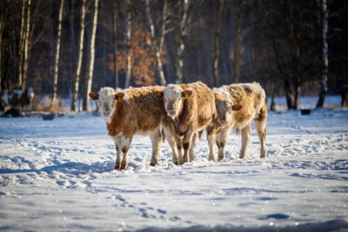 Банду скотокрадов задержали в Павлодарской области