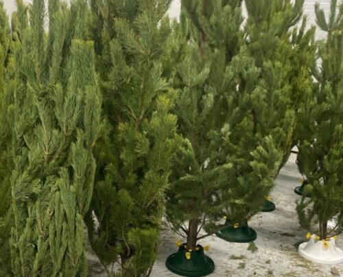 В Павлодаре проверят точки по продаже новогодних елок