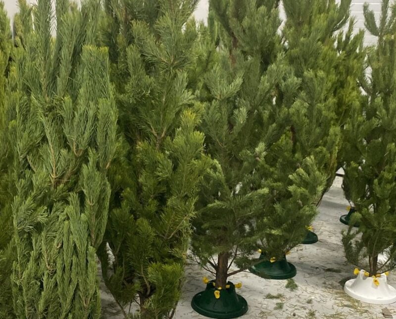 В Павлодаре проверят точки по продаже новогодних елок