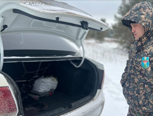 От штрафа до ареста: павлодарцам напомнили об ответственности за вырубку сосен и елей