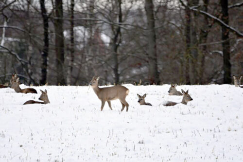 Косули из России начали массово мигрировать в Павлодарскую область