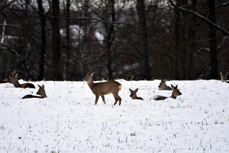 Косули из России начали массово мигрировать в Павлодарскую область