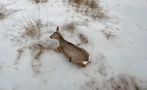 Попали в ледяную ловушку: мигрирующих в Казахстан косуль спасают в приграничном с Павлодарской областью Карасуке ﻿