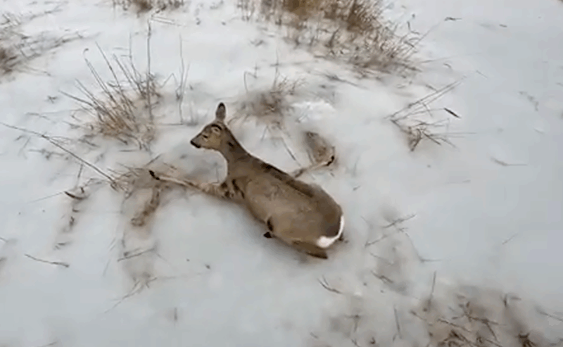 Попали в ледяную ловушку: мигрирующих в Казахстан косуль спасают в приграничном с Павлодарской областью Карасуке ﻿