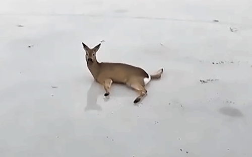 На российско-казахстанской границе погибли сотни косуль